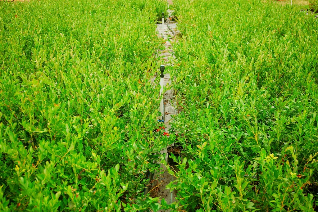 Голубика Дюк