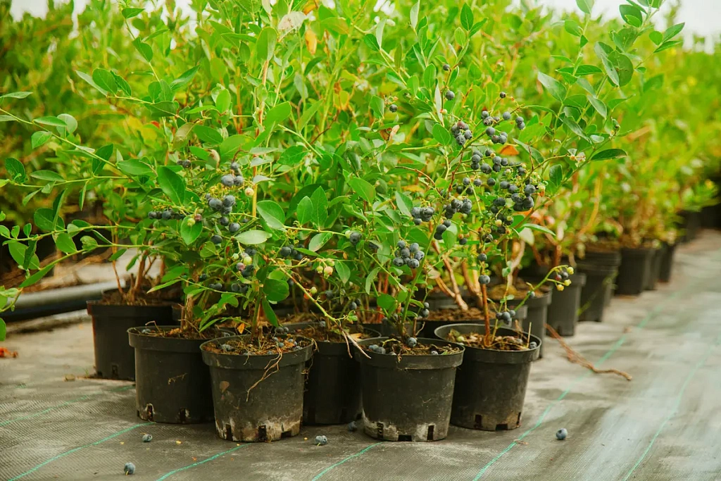 Голубика Дюк