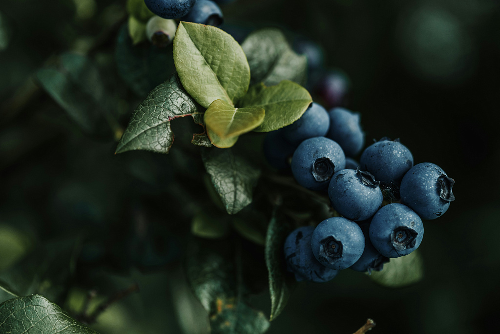 Где посадить голубику? Выбираем место