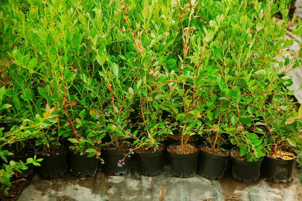 Голубика Дюк