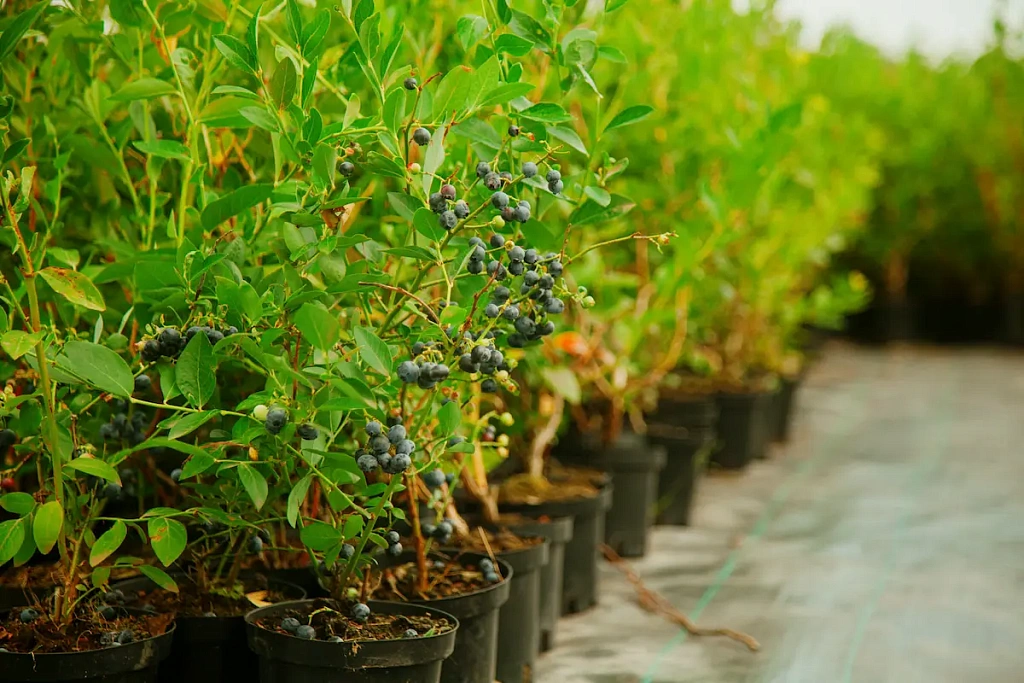 Голубика Дюк