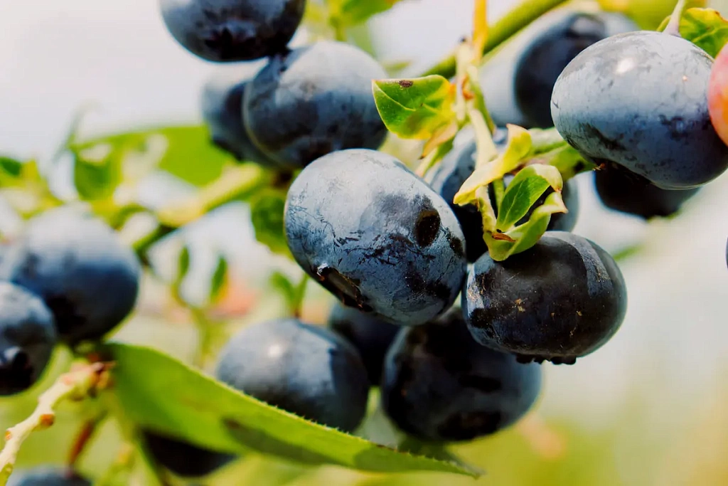 Дюк - ягода сезона 2025 года