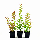 Голубика Дюк