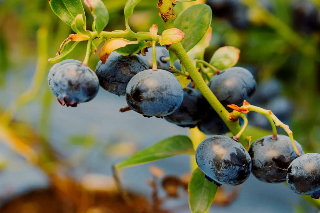 Дюк - ягода сезона 2025 года