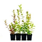 Голубика Дюк