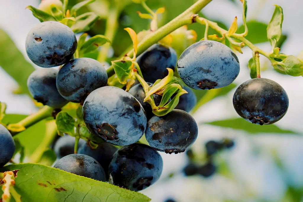 Голубика Дюк