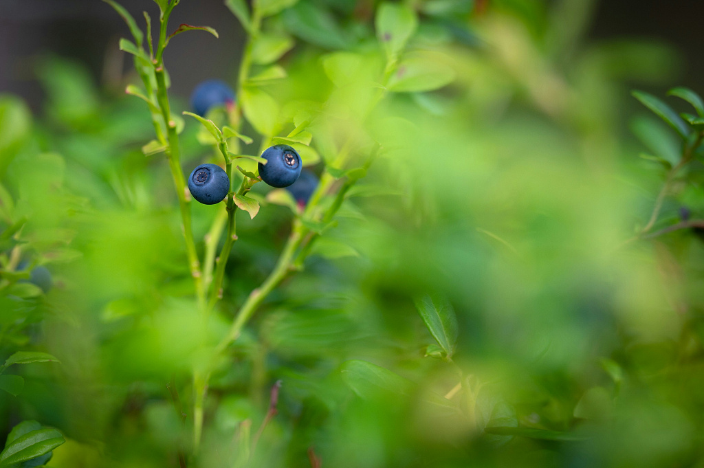 Подкисляем грунт. Внесение серы в почву